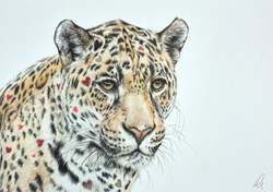 Heart of Gold study by Hayley Goodhead - Original Drawing on Mounted Paper sized 15x10 inches. Available from Whitewall Galleries